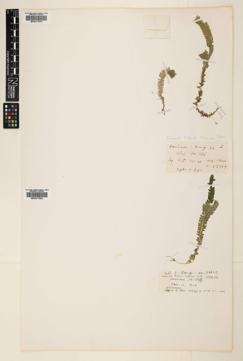 Selaginella rolandi-principis photo 7
