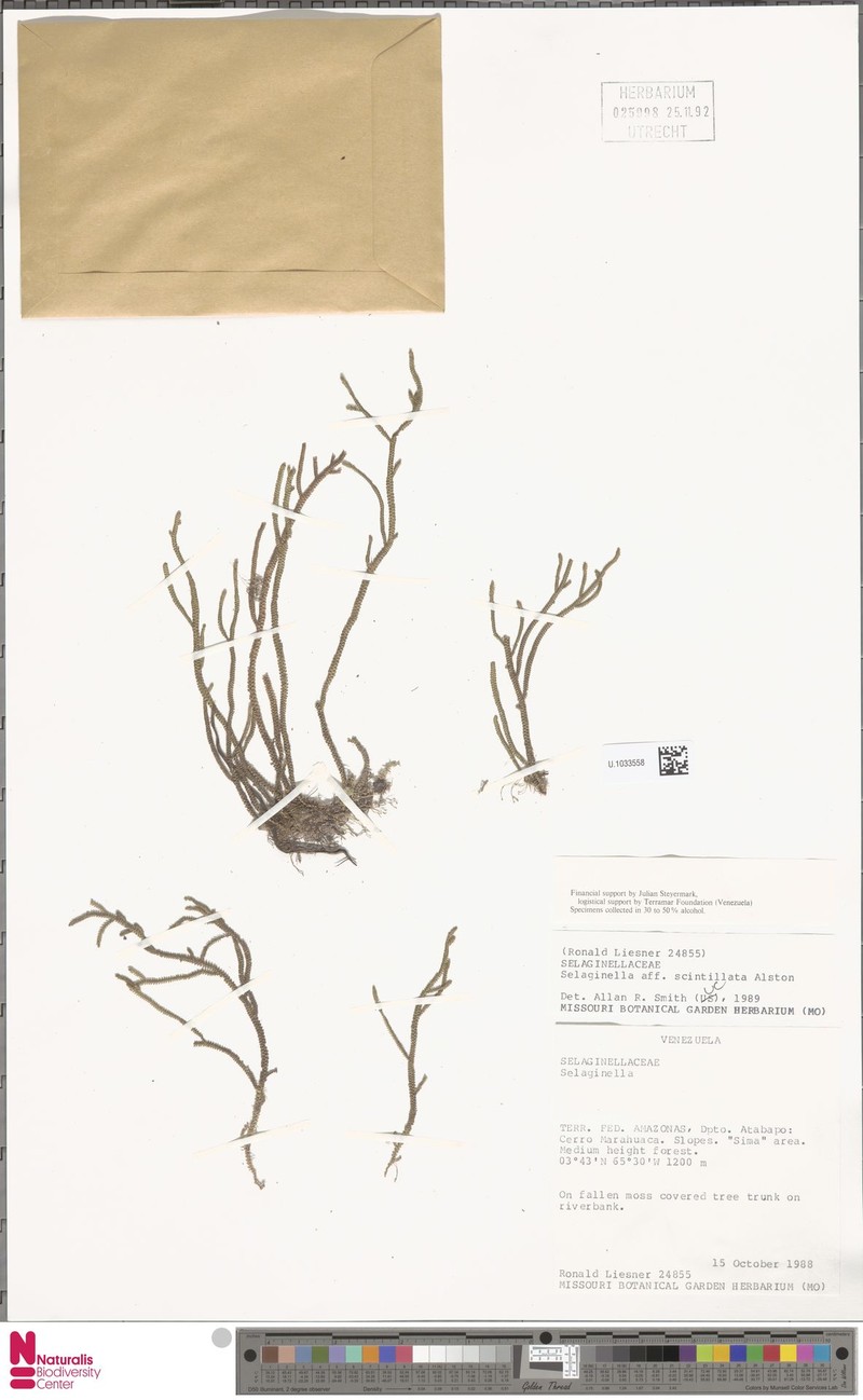 Selaginella roraimensis