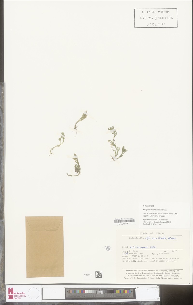 Selaginella roraimensis photo 2