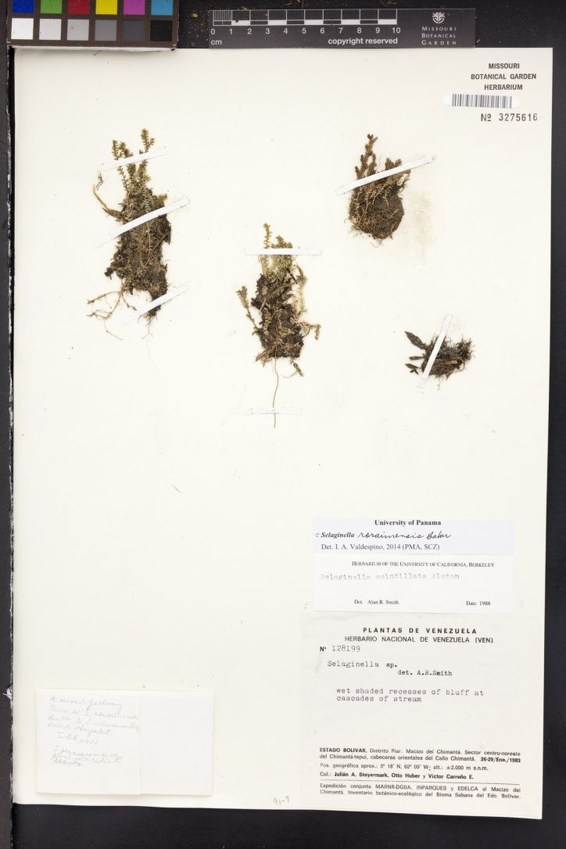 Selaginella roraimensis photo 3