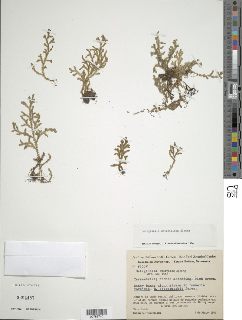 Selaginella roraimensis photo 4