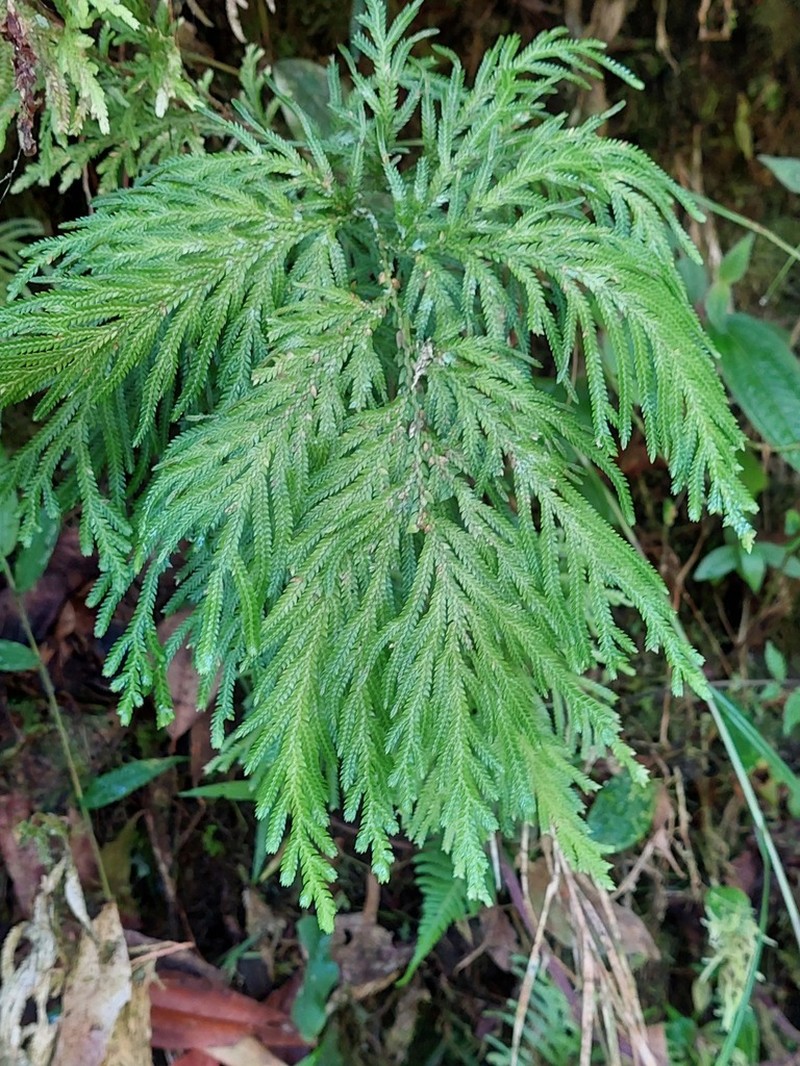 Selaginella rosea