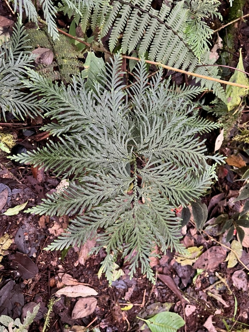 Selaginella rosea photo 2