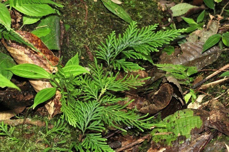 Selaginella rosea photo 3