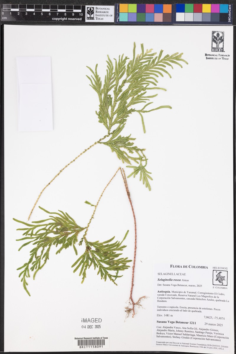 Selaginella rosea photo 4