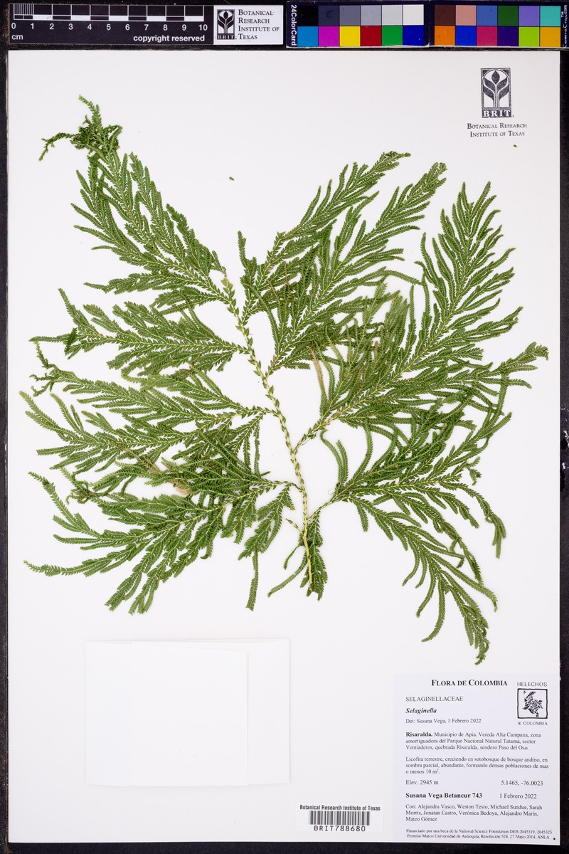 Selaginella rosea photo 5