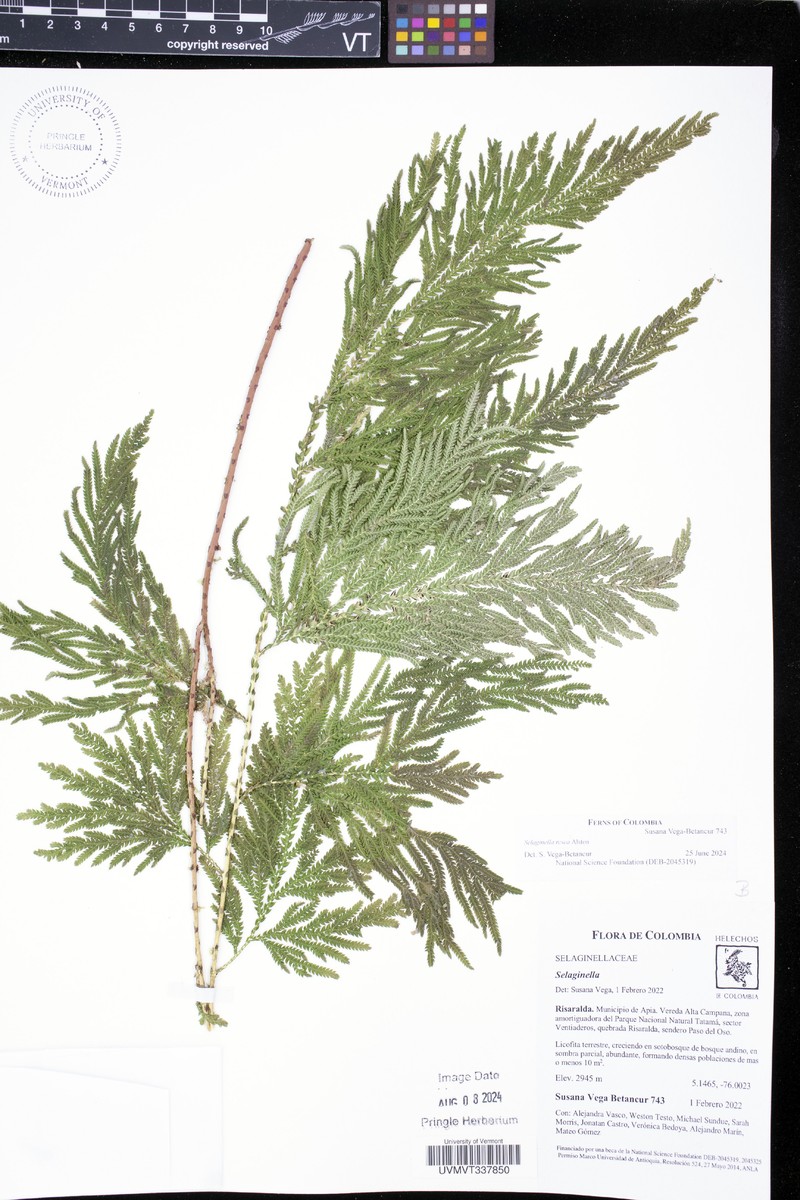 Selaginella rosea photo 6
