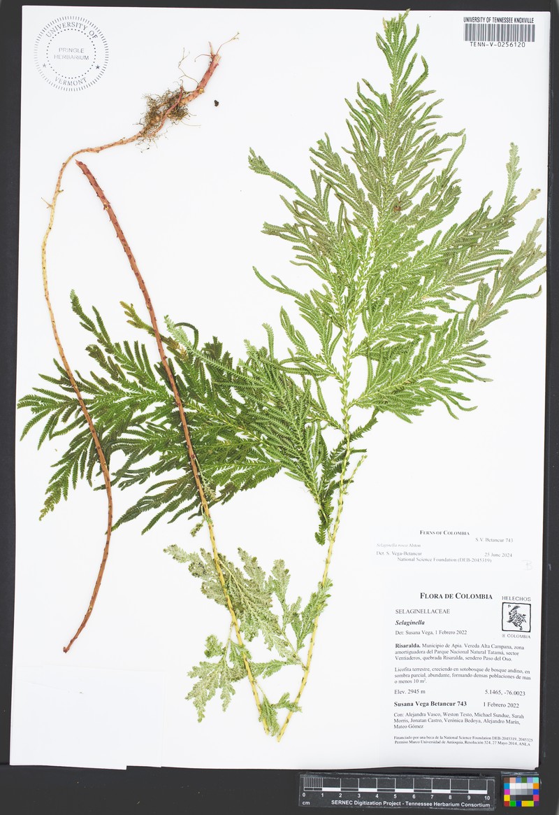 Selaginella rosea photo 7