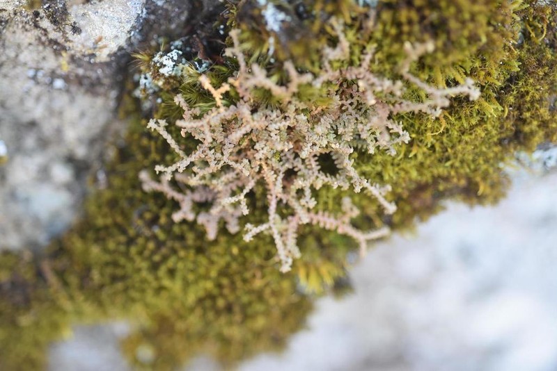 Selaginella rossii