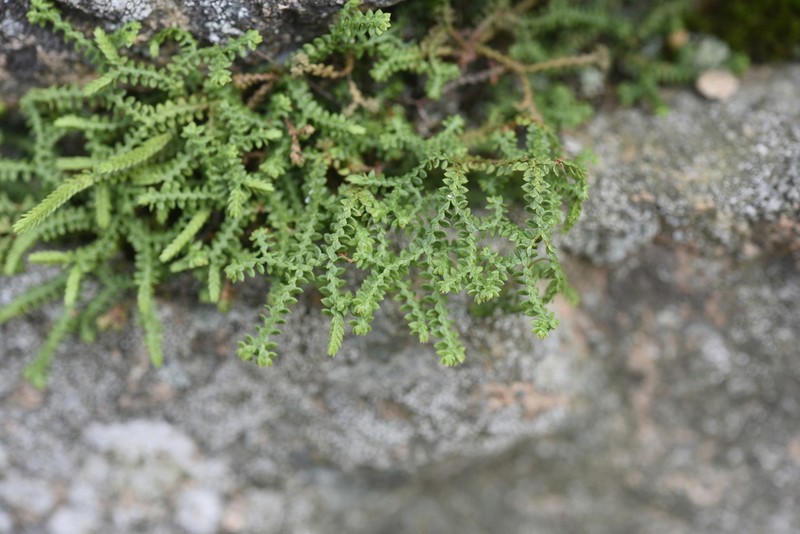 Selaginella rossii photo 2
