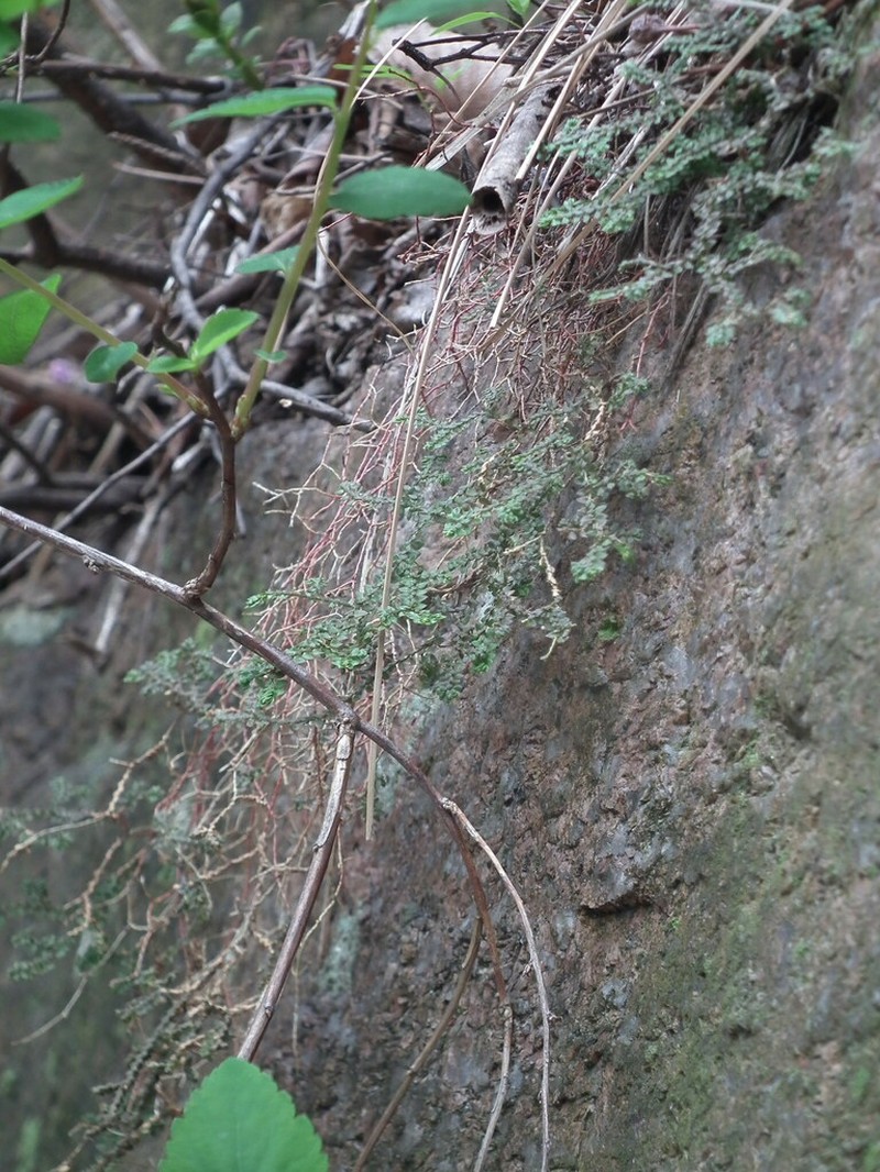 Selaginella rossii photo 3