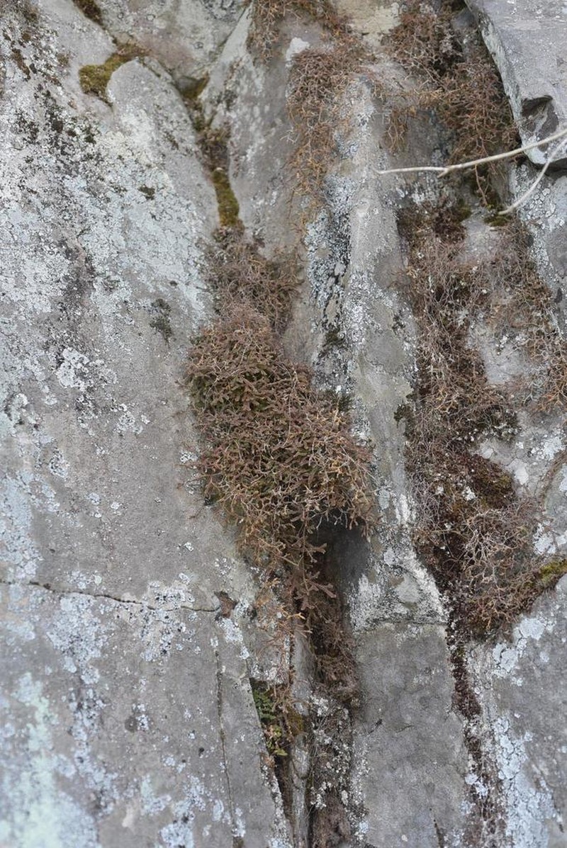 Selaginella rossii photo 5