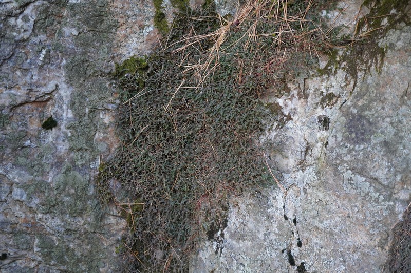 Selaginella rossii photo 6