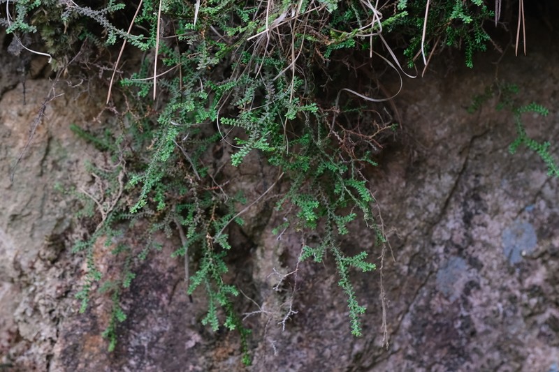 Selaginella rossii photo 7