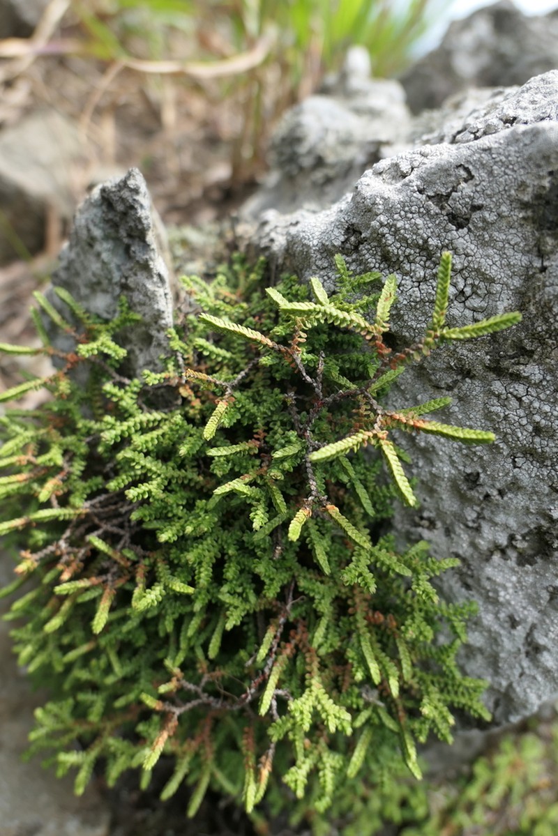 Selaginella rossii photo 8