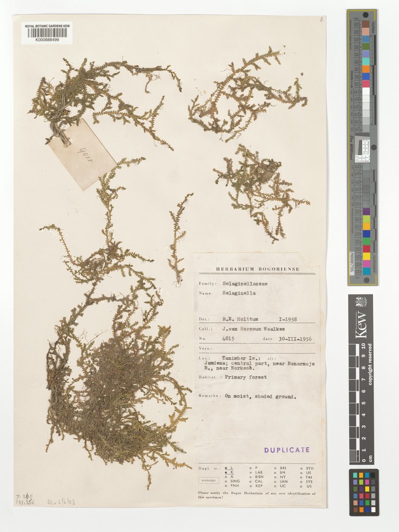 Selaginella rothertii
