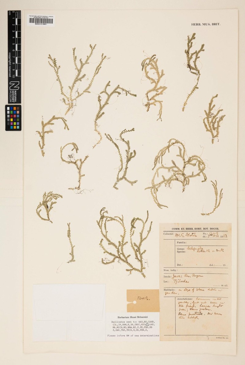 Selaginella rothertii photo 2