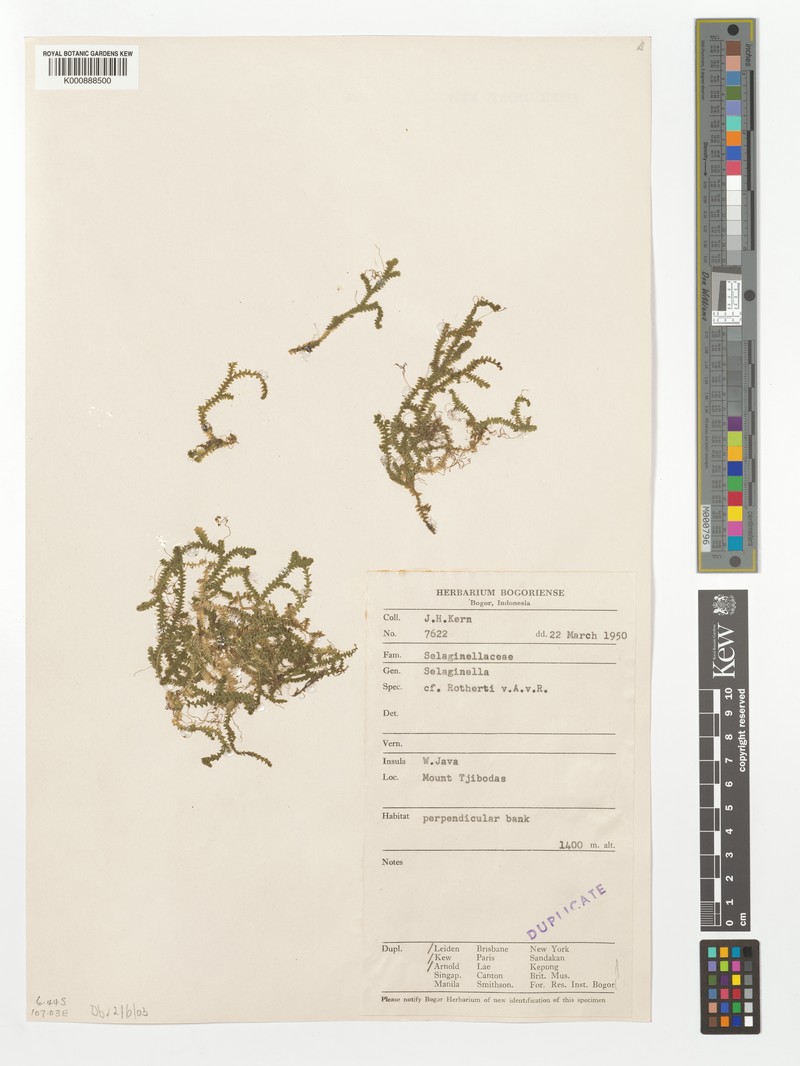 Selaginella rothertii photo 3