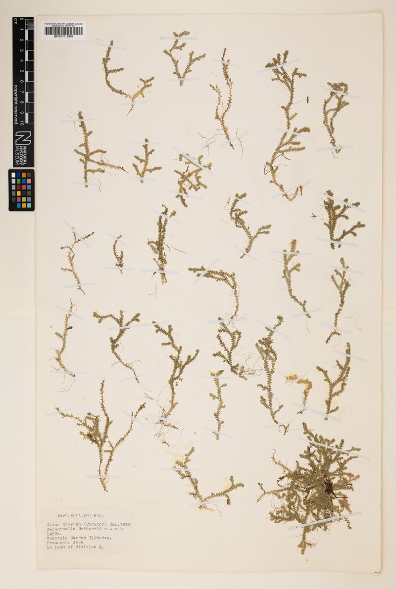Selaginella rothertii photo 4