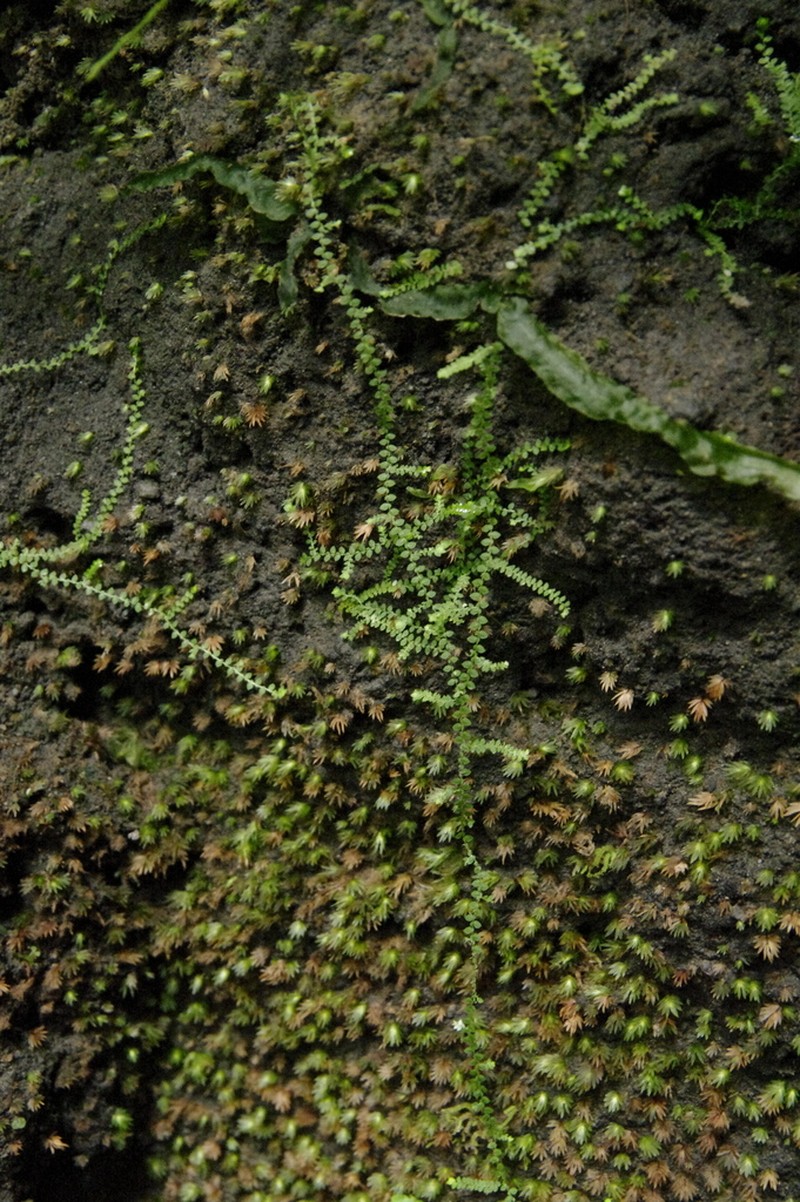 Selaginella rotundifolia