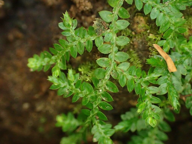 Selaginella rotundifolia photo 2