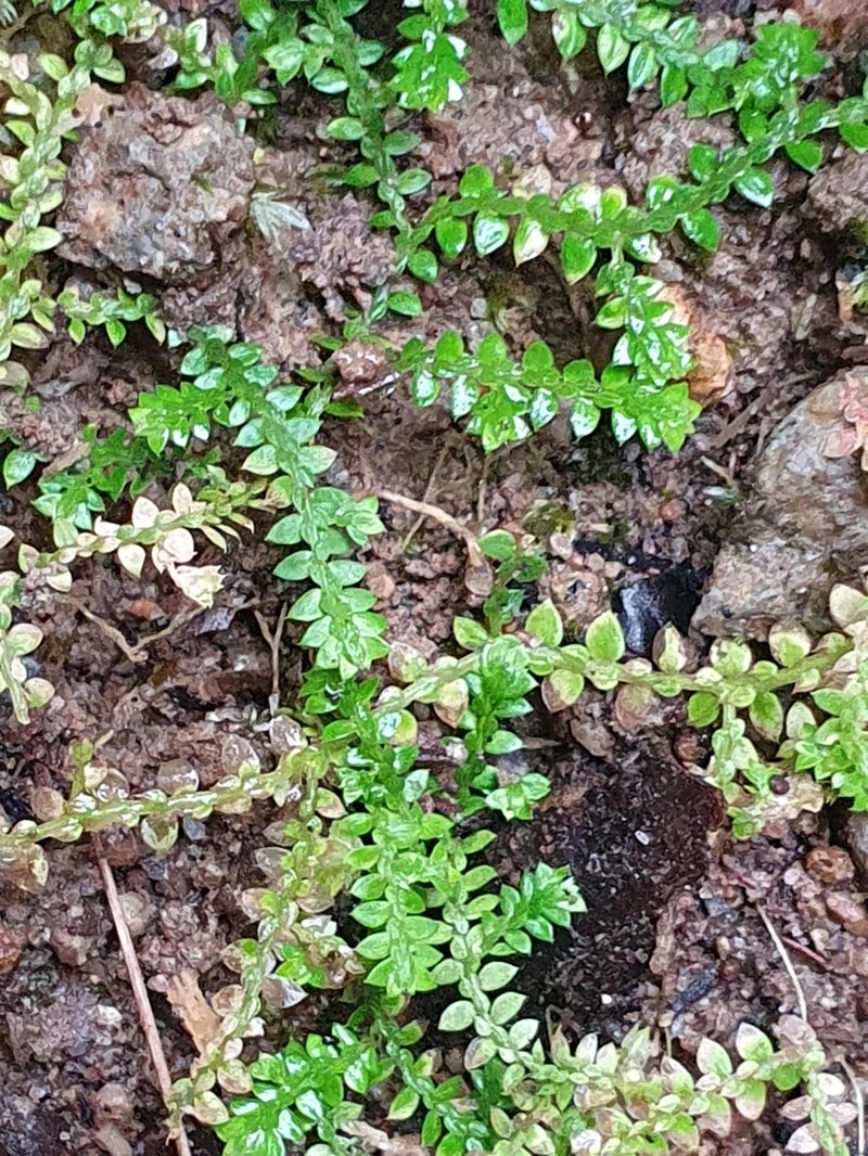 Selaginella rotundifolia photo 3