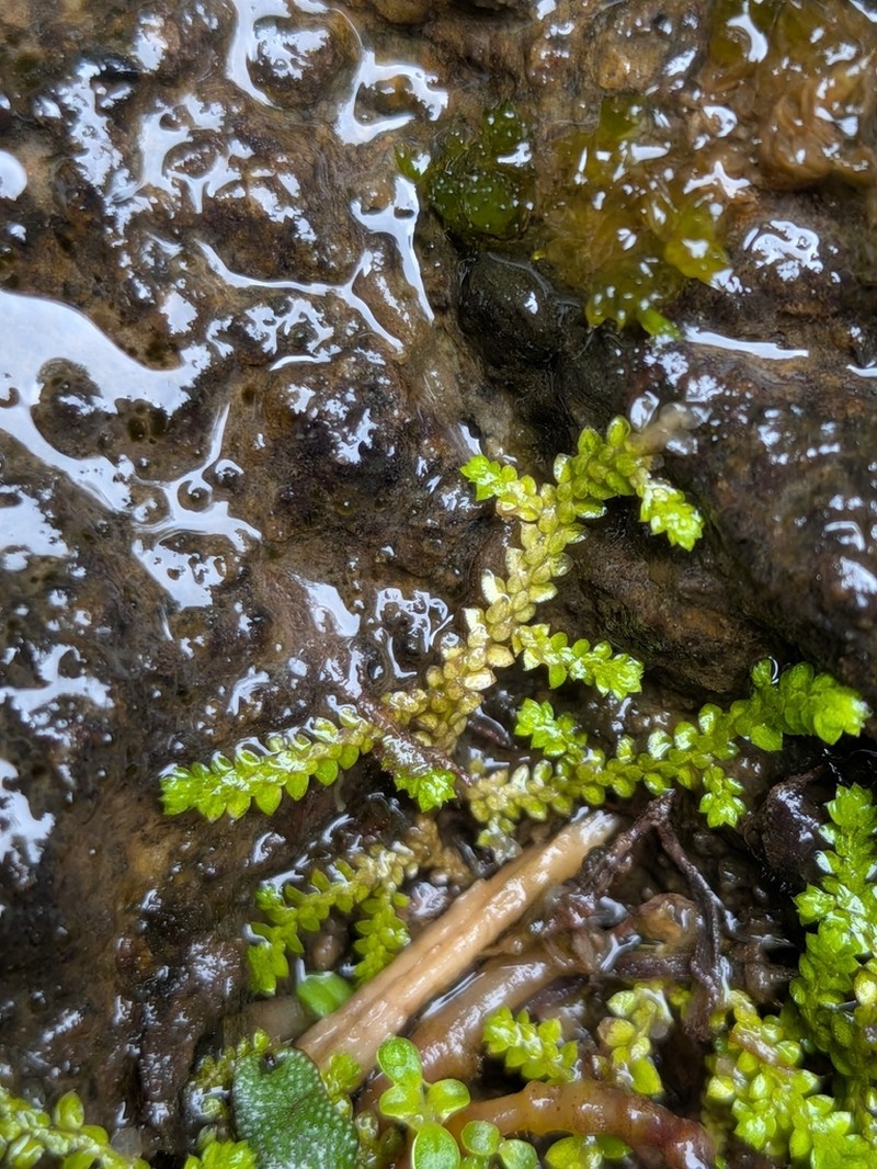 Selaginella rotundifolia photo 4