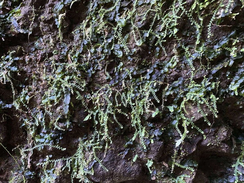Selaginella rotundifolia photo 5