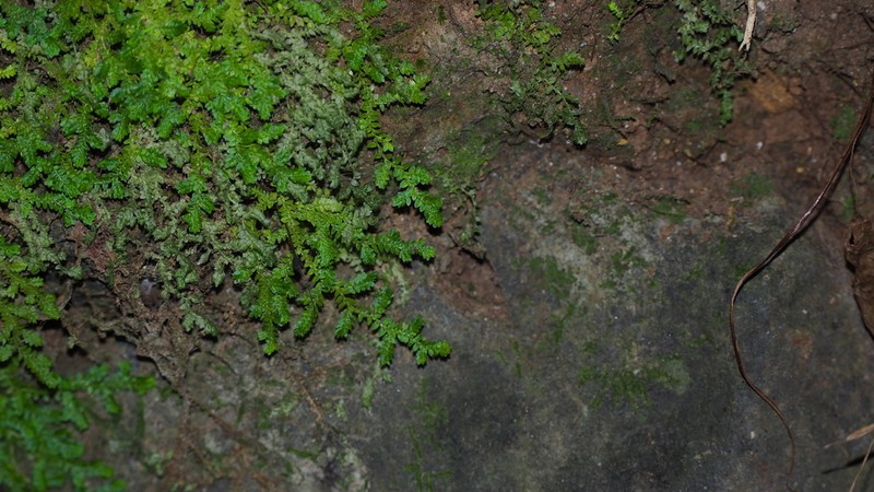 Selaginella rotundifolia photo 6