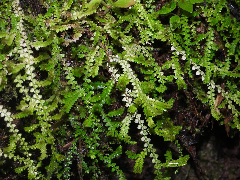Selaginella rotundifolia photo 8