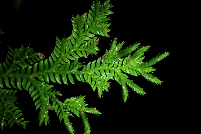 Selaginella roxburghii photo 2