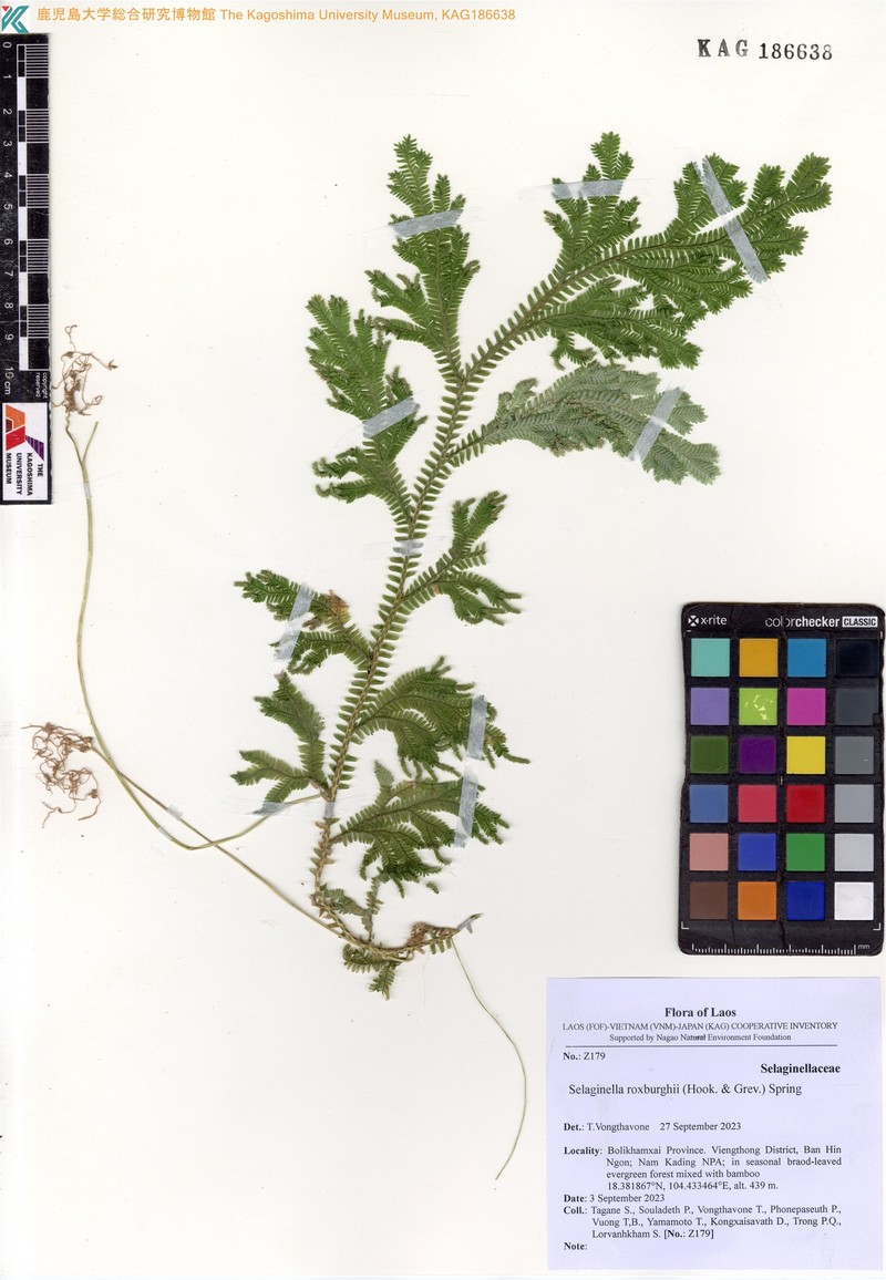 Selaginella roxburghii photo 3