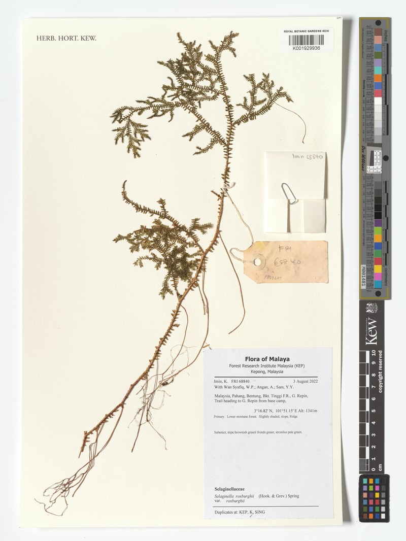 Selaginella roxburghii photo 4