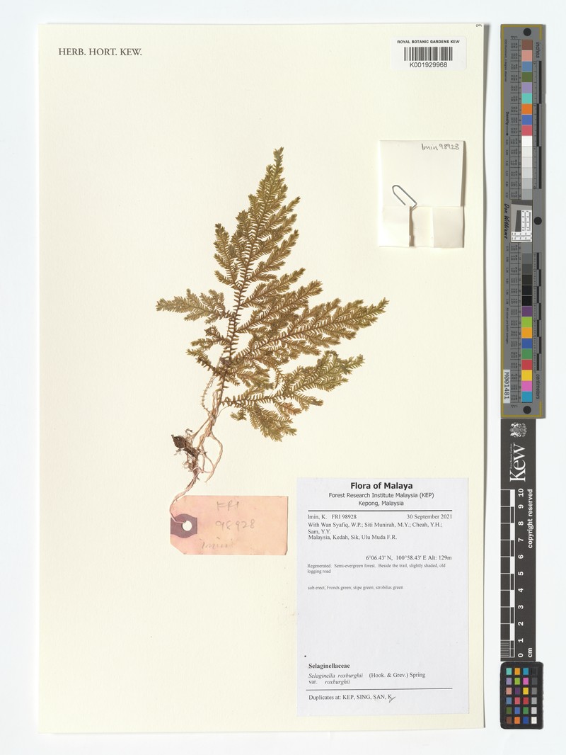 Selaginella roxburghii photo 5