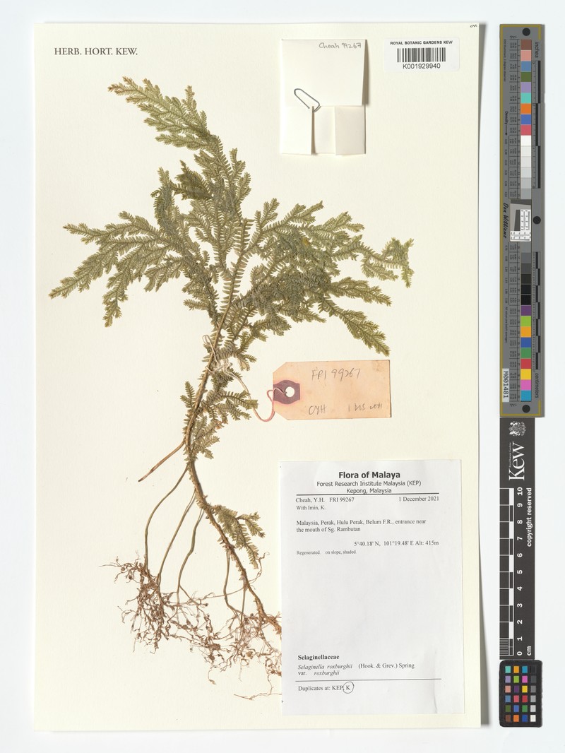 Selaginella roxburghii photo 6