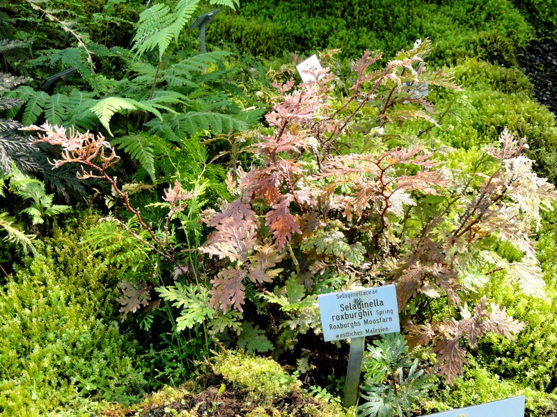Selaginella roxburghii