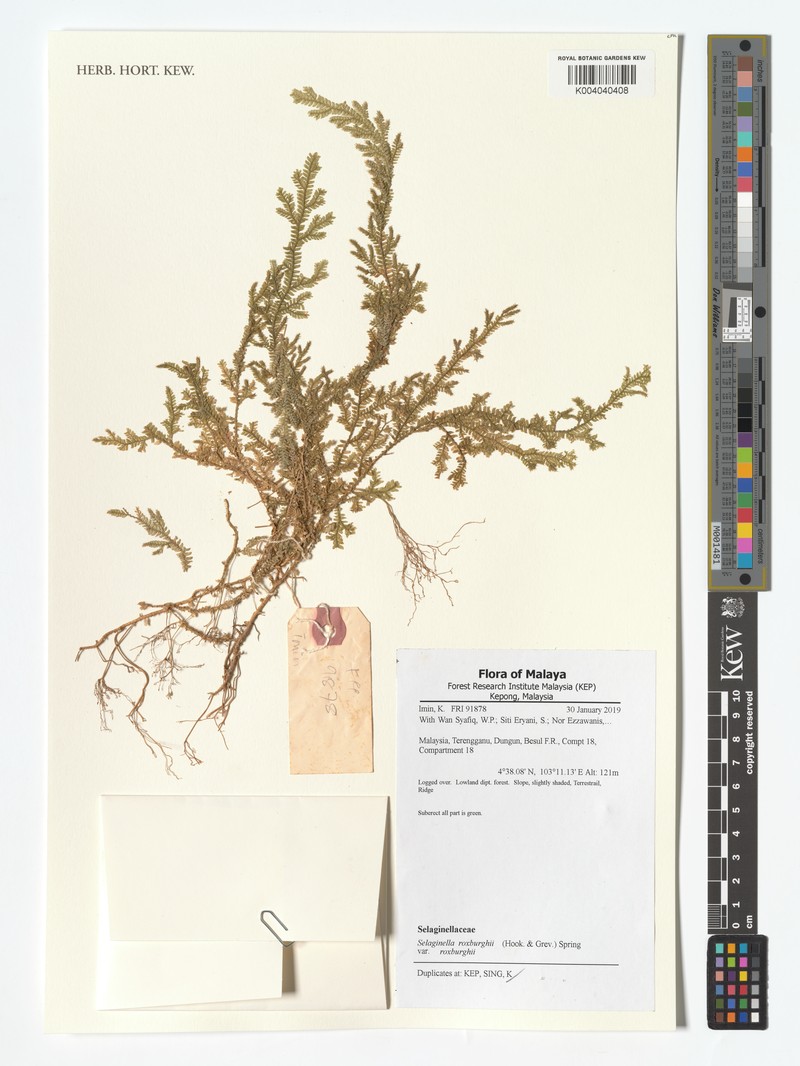 Selaginella roxburghii var. roxburghii photo 4