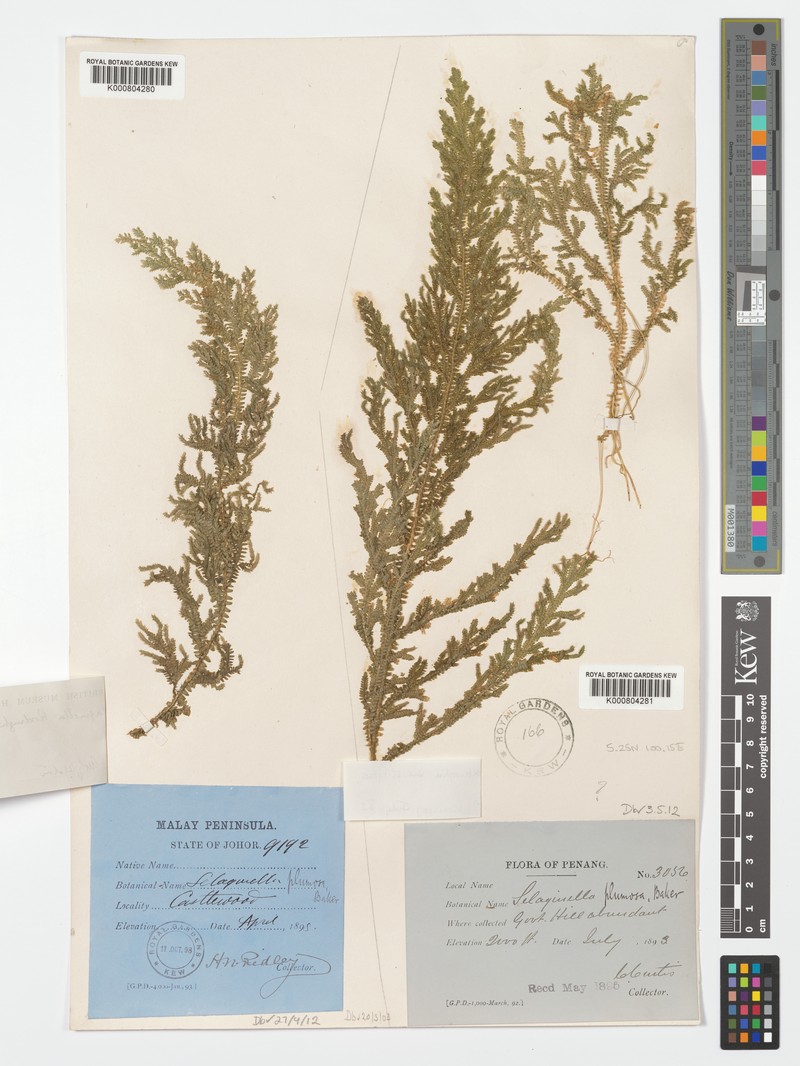 Selaginella roxburghii var. strigosa
