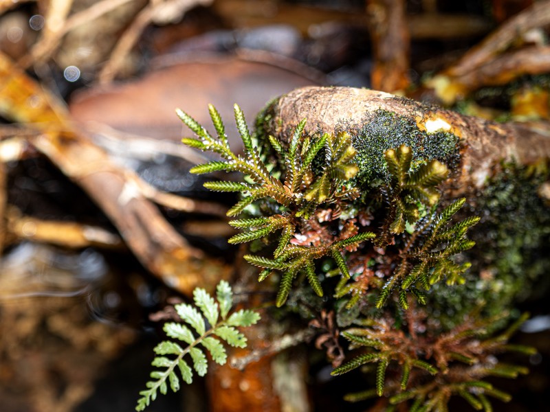 Selaginella rugulosa