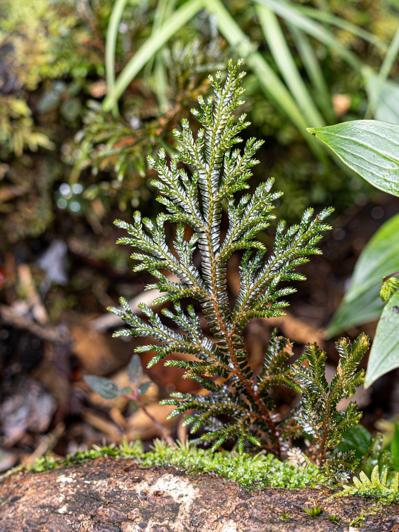 Selaginella rugulosa photo 2
