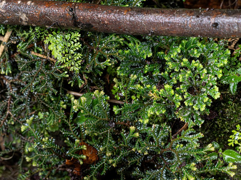 Selaginella rugulosa photo 3
