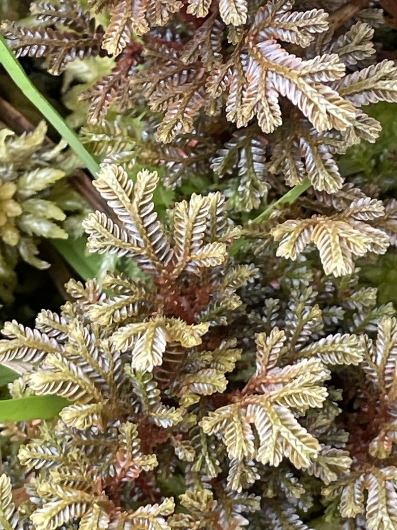 Selaginella rugulosa photo 4