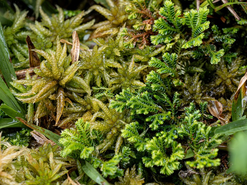 Selaginella rugulosa photo 5