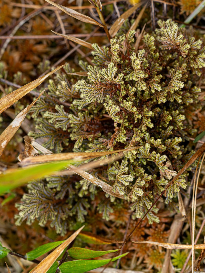 Selaginella rugulosa photo 6