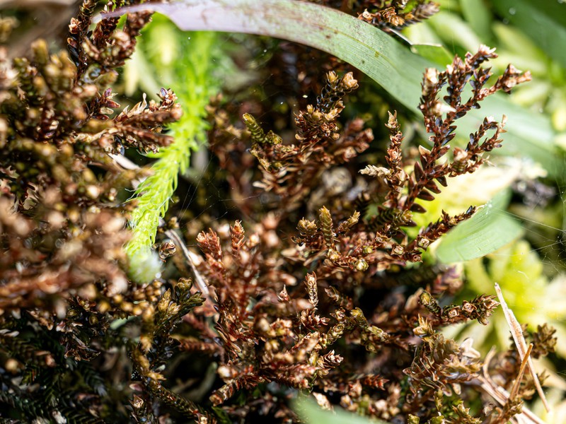 Selaginella rugulosa photo 7