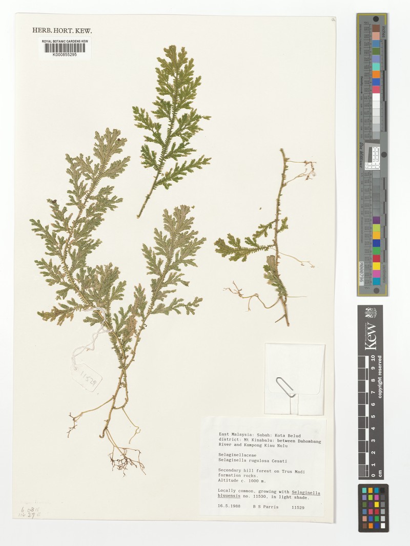 Selaginella rugulosa photo 8