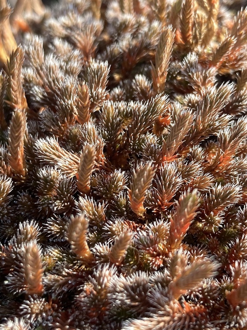Northern Selaginella