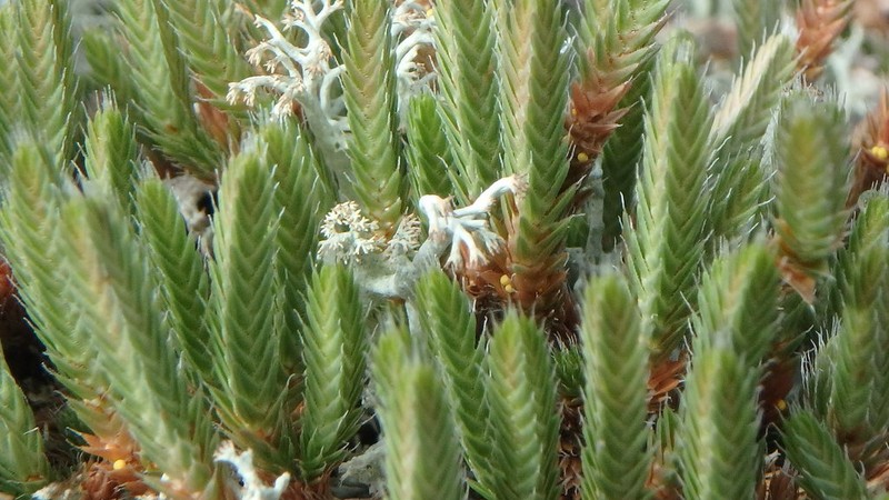 Northern Selaginella photo 2