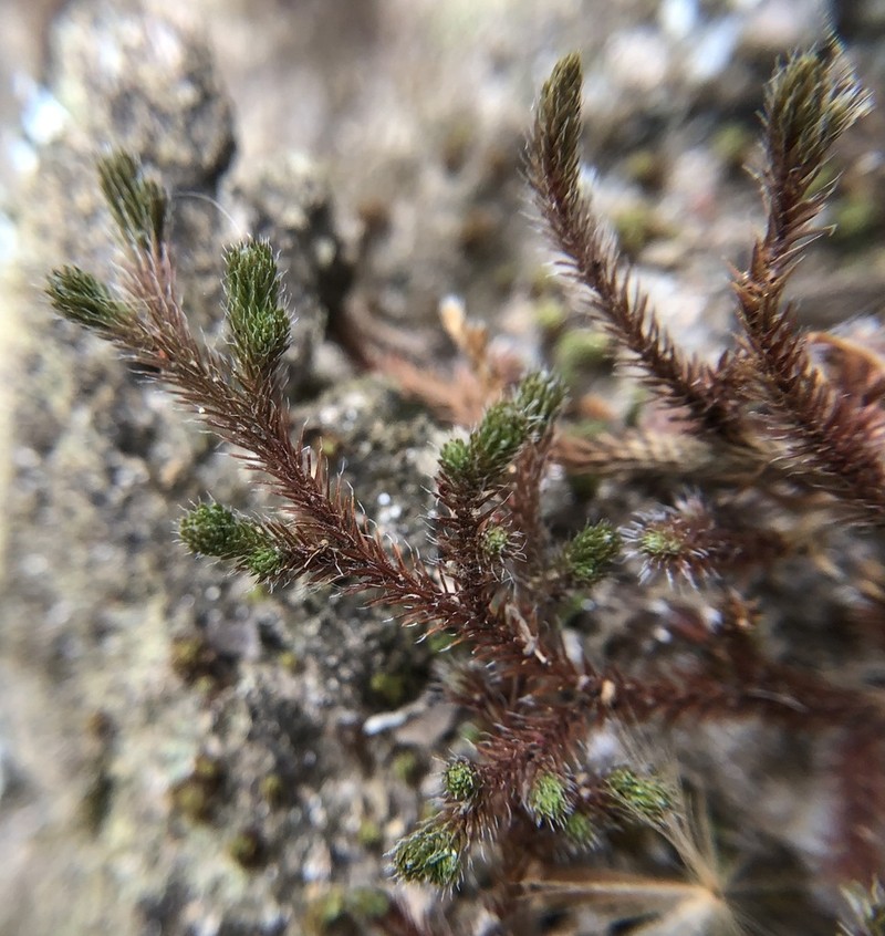 Northern Selaginella photo 3