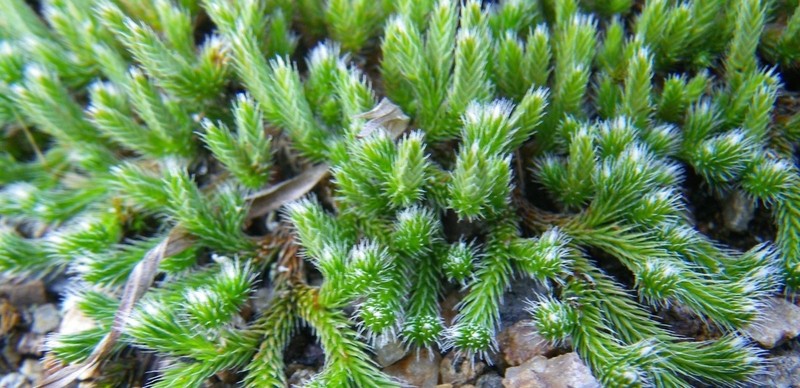 Northern Selaginella photo 4